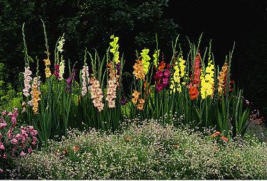 SE宣布《勇者斗恶龙10》更换RHEL系统 大幅提升稳定性及服务体验